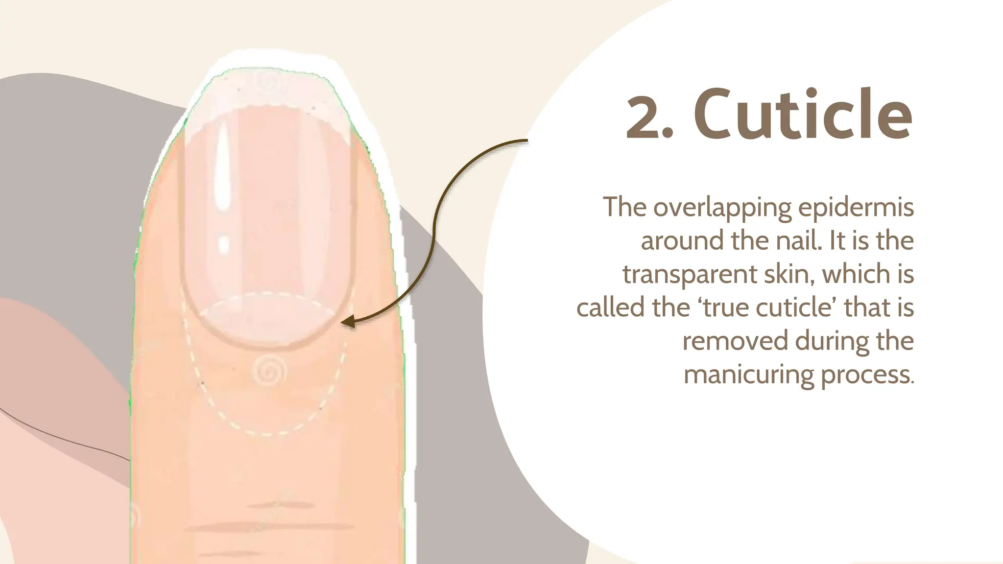 Structures of Nails.pptx