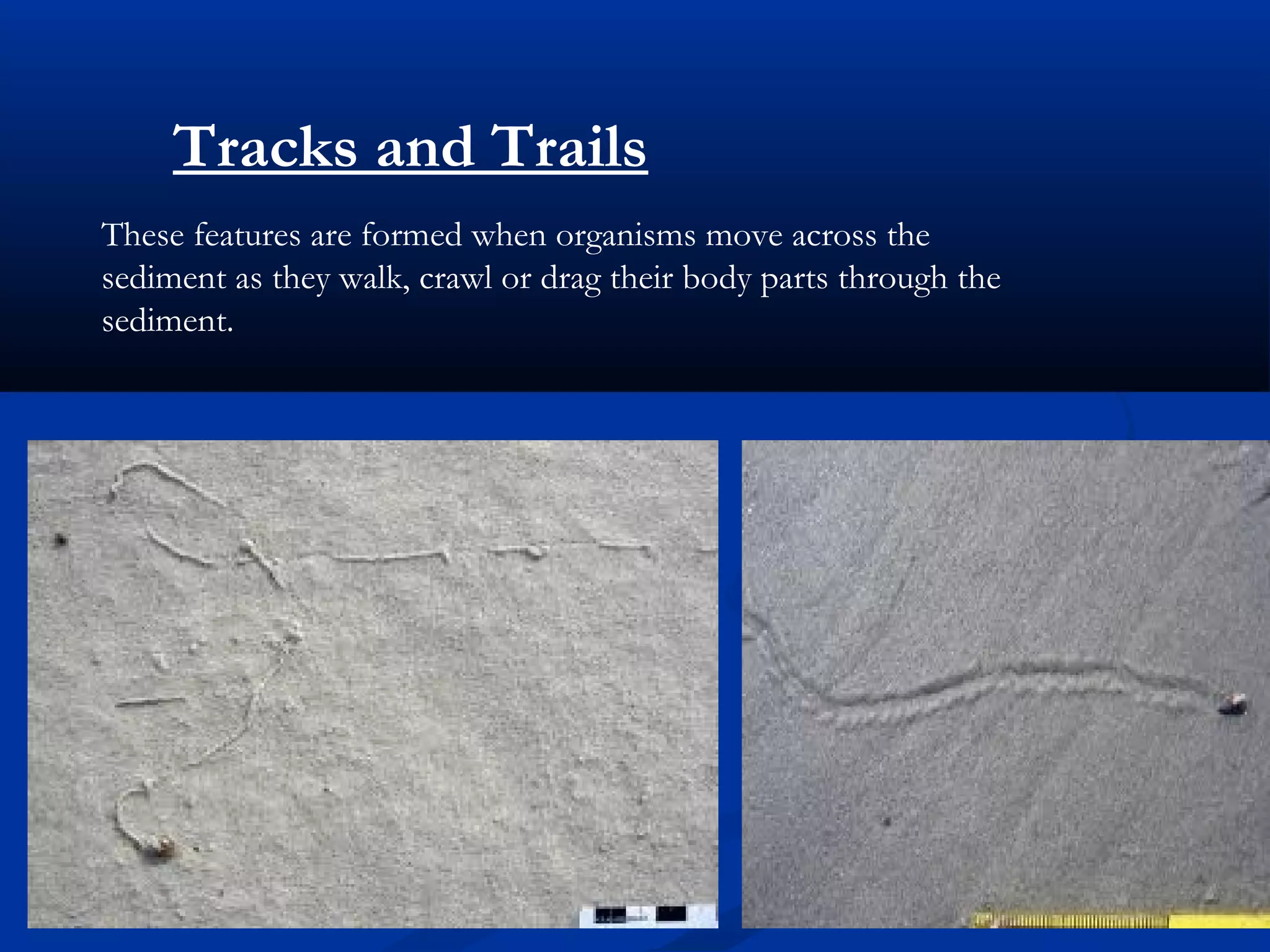 Tracks and Trails
These features are formed when organisms move across the
sediment as they walk, crawl or drag their body parts through the
sediment.
 
