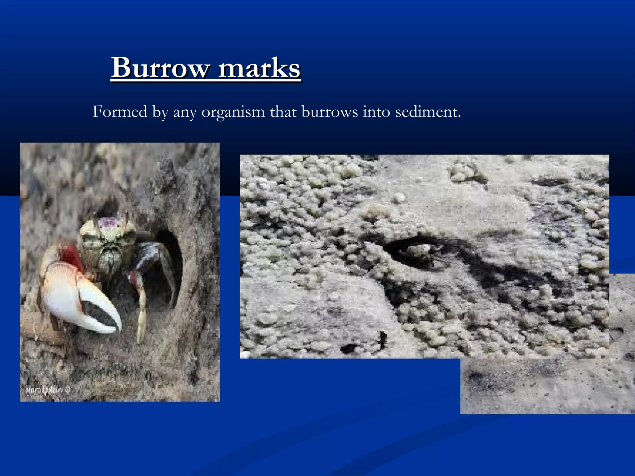 Burrow marksBurrow marks
Formed by any organism that burrows into sediment.
 