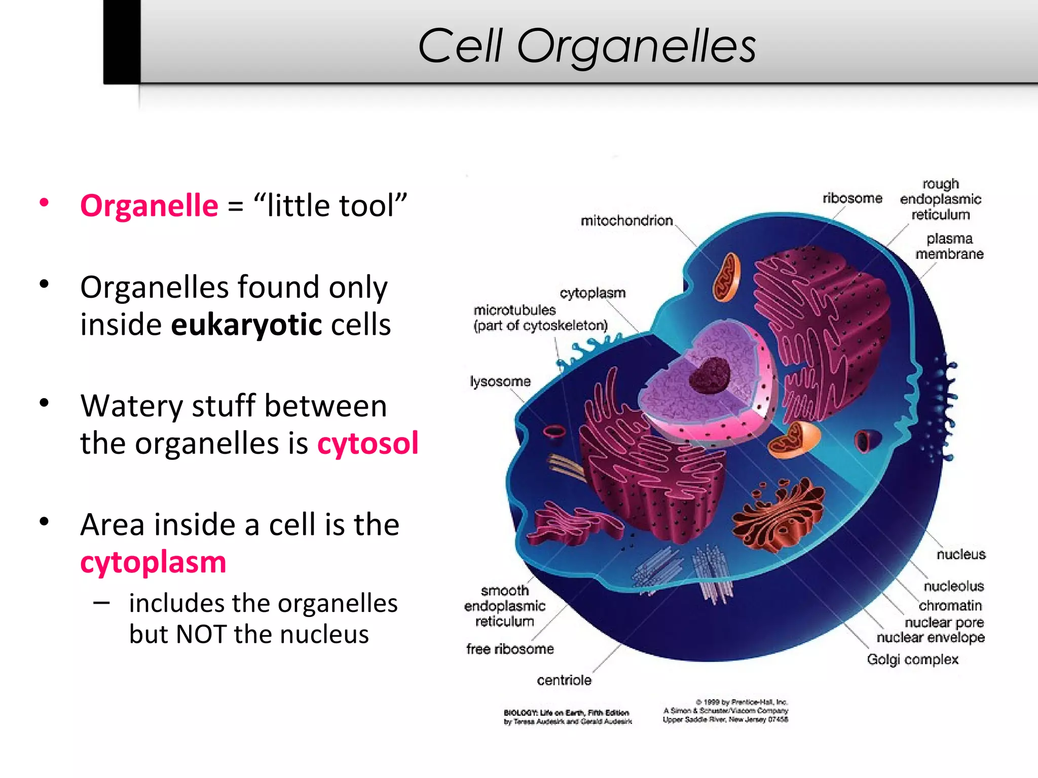 Cell Organelles


• Organelle = “little tool”

• Organelles found only
  inside eukaryotic cells

• Watery stuff between
  the organelles is cytosol

• Area inside a cell is the
  cytoplasm
    – includes the organelles
      but NOT the nucleus
 