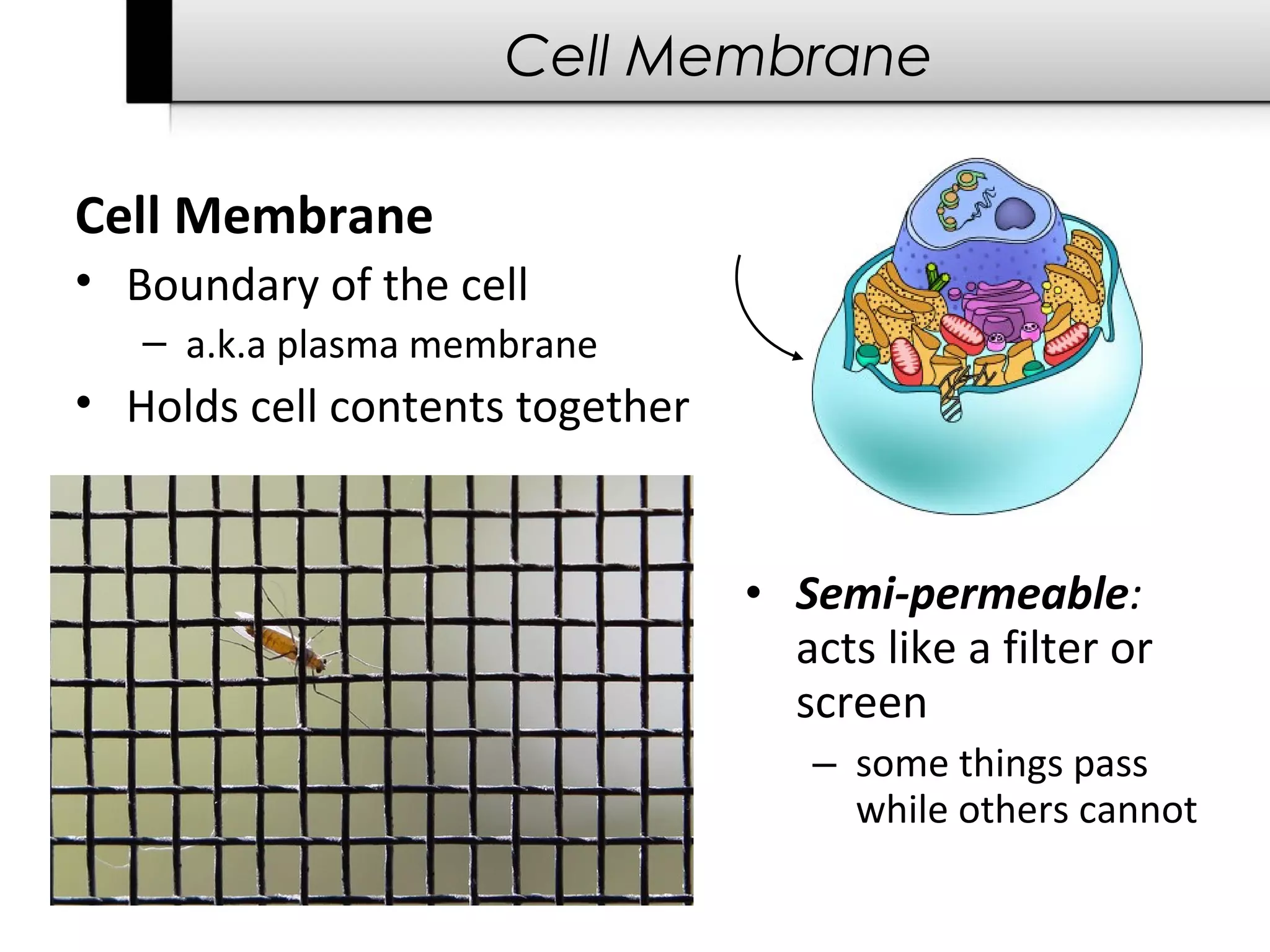 Cell Membrane

Cell Membrane
• Boundary of the cell
   – a.k.a plasma membrane
• Holds cell contents together


                                 • Semi-permeable:
                                   acts like a filter or
                                   screen
                                    – some things pass
                                      while others cannot
 