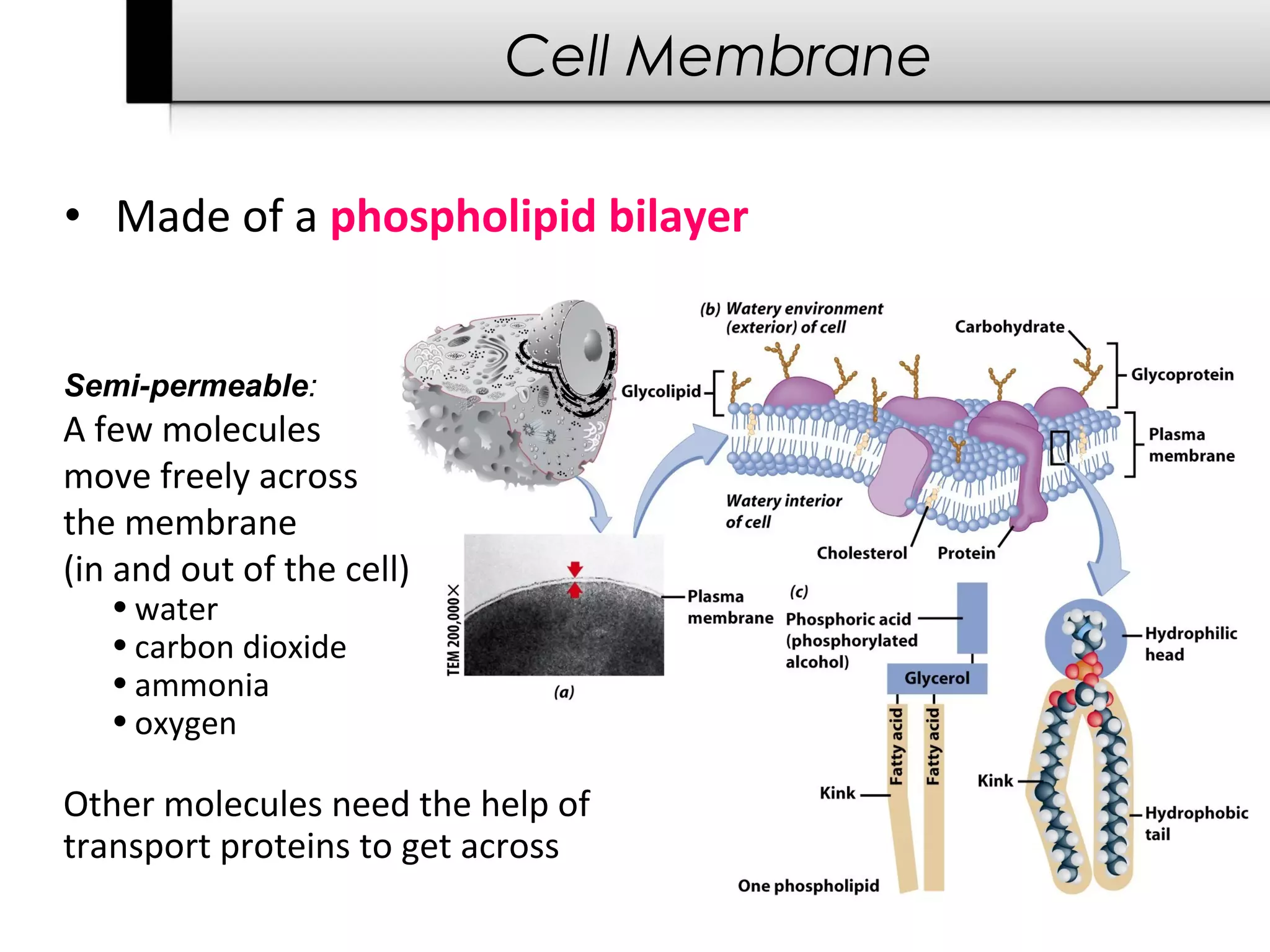 Cell Membrane

• Made of a phospholipid bilayer


Semi-permeable:
A few molecules
move freely across
the membrane
(in and out of the cell)
   • water
   • carbon dioxide
   • ammonia
   • oxygen

Other molecules need the help of
transport proteins to get across
 
