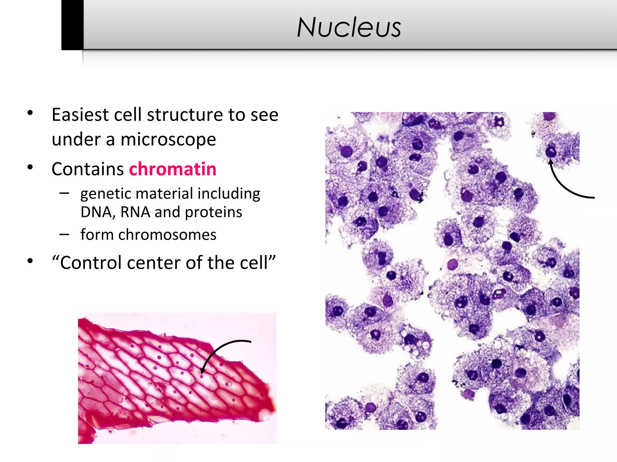 Nucleus


• Easiest cell structure to see
  under a microscope
• Contains chromatin
    – genetic material including
      DNA, RNA and proteins
    – form chromosomes
• “Control center of the cell”
 