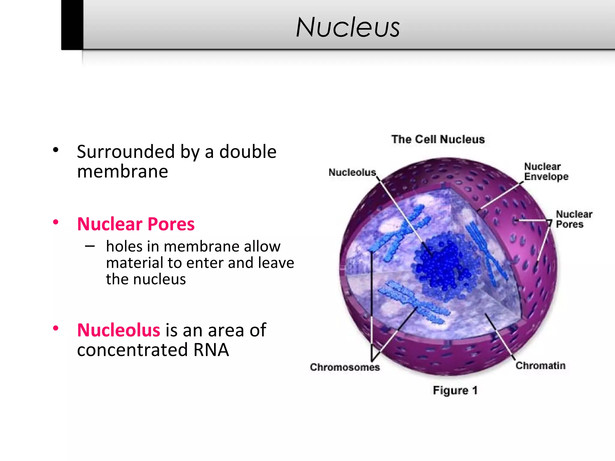 Nucleus



• Surrounded by a double
  membrane

• Nuclear Pores
   – holes in membrane allow
     material to enter and leave
     the nucleus

• Nucleolus is an area of
  concentrated RNA
 