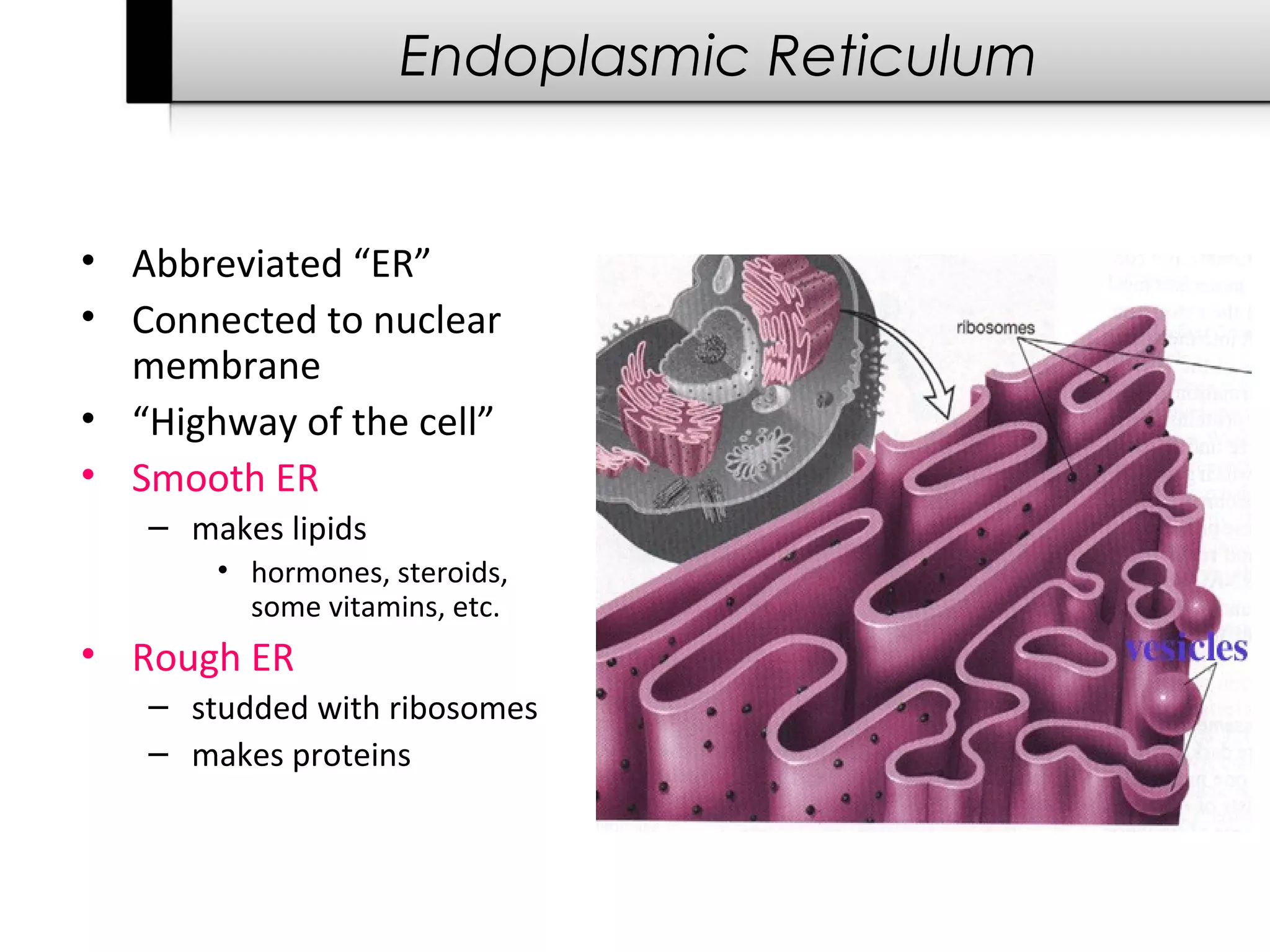 Endoplasmic Reticulum


• Abbreviated “ER”
• Connected to nuclear
  membrane
• “Highway of the cell”
• Smooth ER
   – makes lipids
       • hormones, steroids,
         some vitamins, etc.
• Rough ER
   – studded with ribosomes
   – makes proteins
 