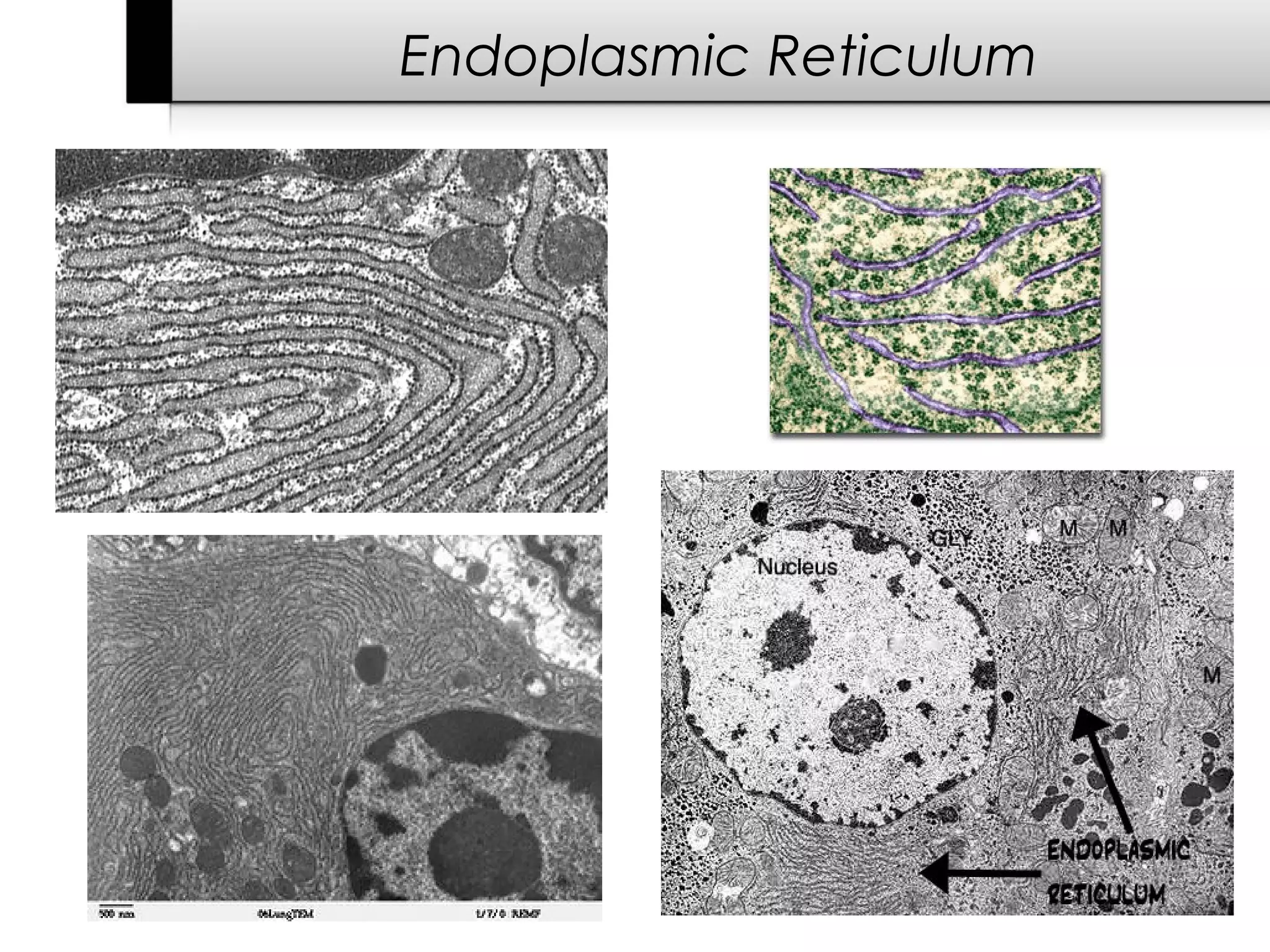 Endoplasmic Reticulum
 