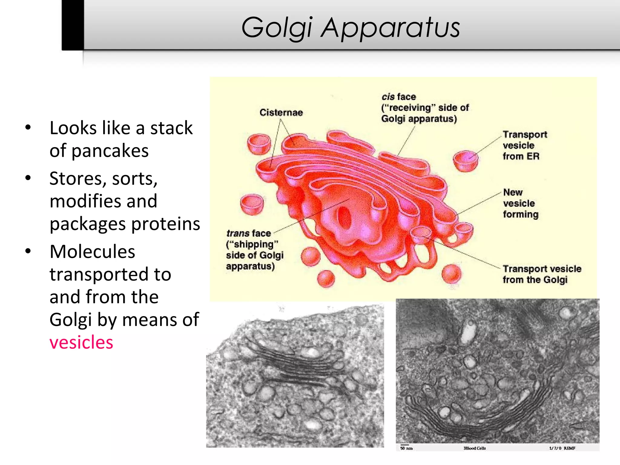 Golgi Apparatus


• Looks like a stack
  of pancakes
• Stores, sorts,
  modifies and
  packages proteins
• Molecules
  transported to
  and from the
  Golgi by means of
  vesicles
 