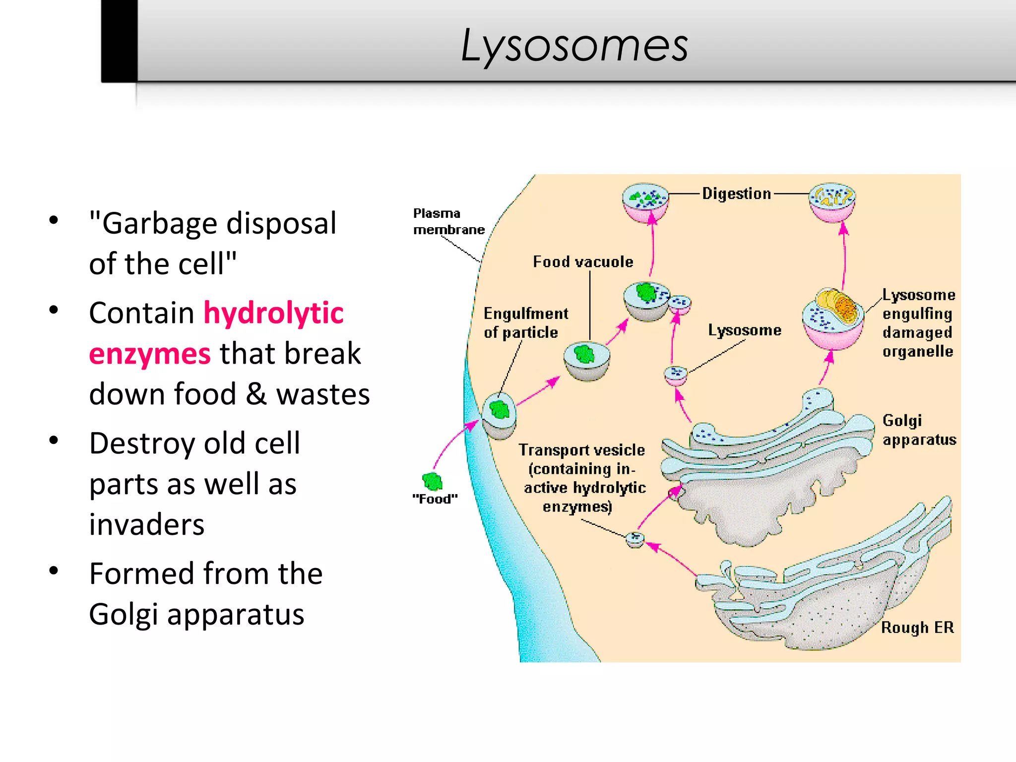 Lysosomes


• "Garbage disposal
  of the cell"
• Contain hydrolytic
  enzymes that break
  down food & wastes
• Destroy old cell
  parts as well as
  invaders
• Formed from the
  Golgi apparatus
 