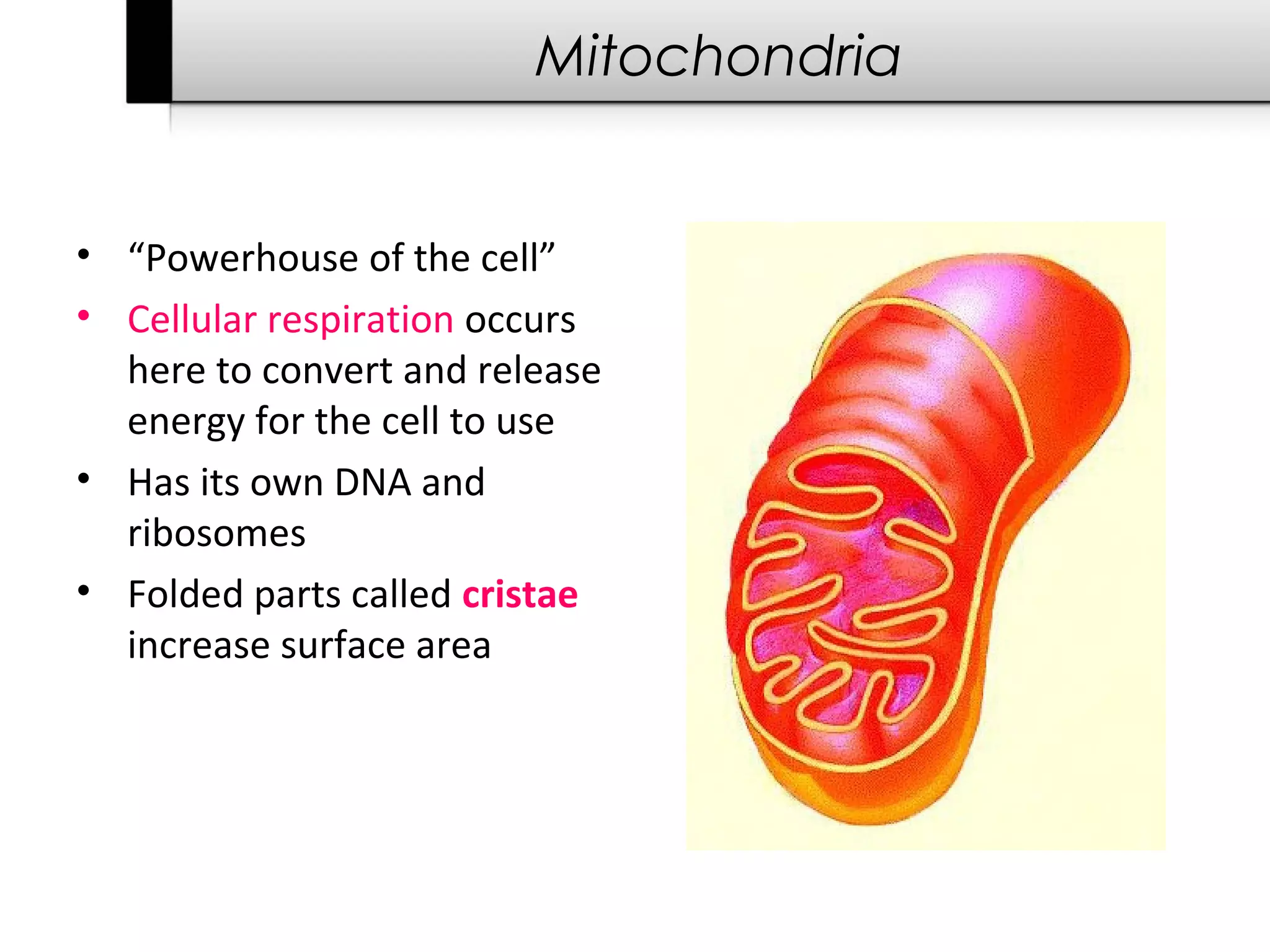Mitochondria


• “Powerhouse of the cell”
• Cellular respiration occurs
  here to convert and release
  energy for the cell to use
• Has its own DNA and
  ribosomes
• Folded parts called cristae
  increase surface area
 