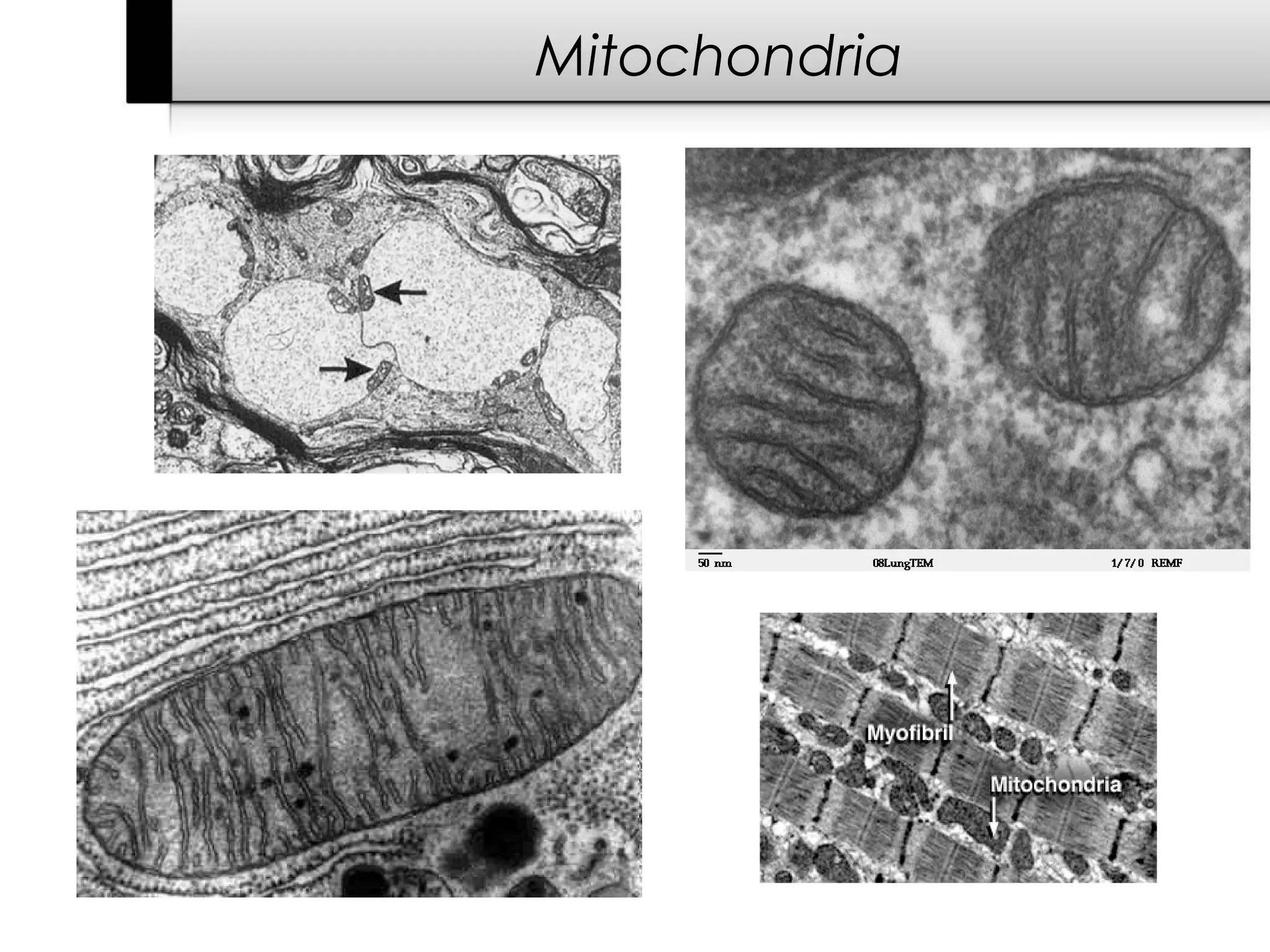 Mitochondria
 