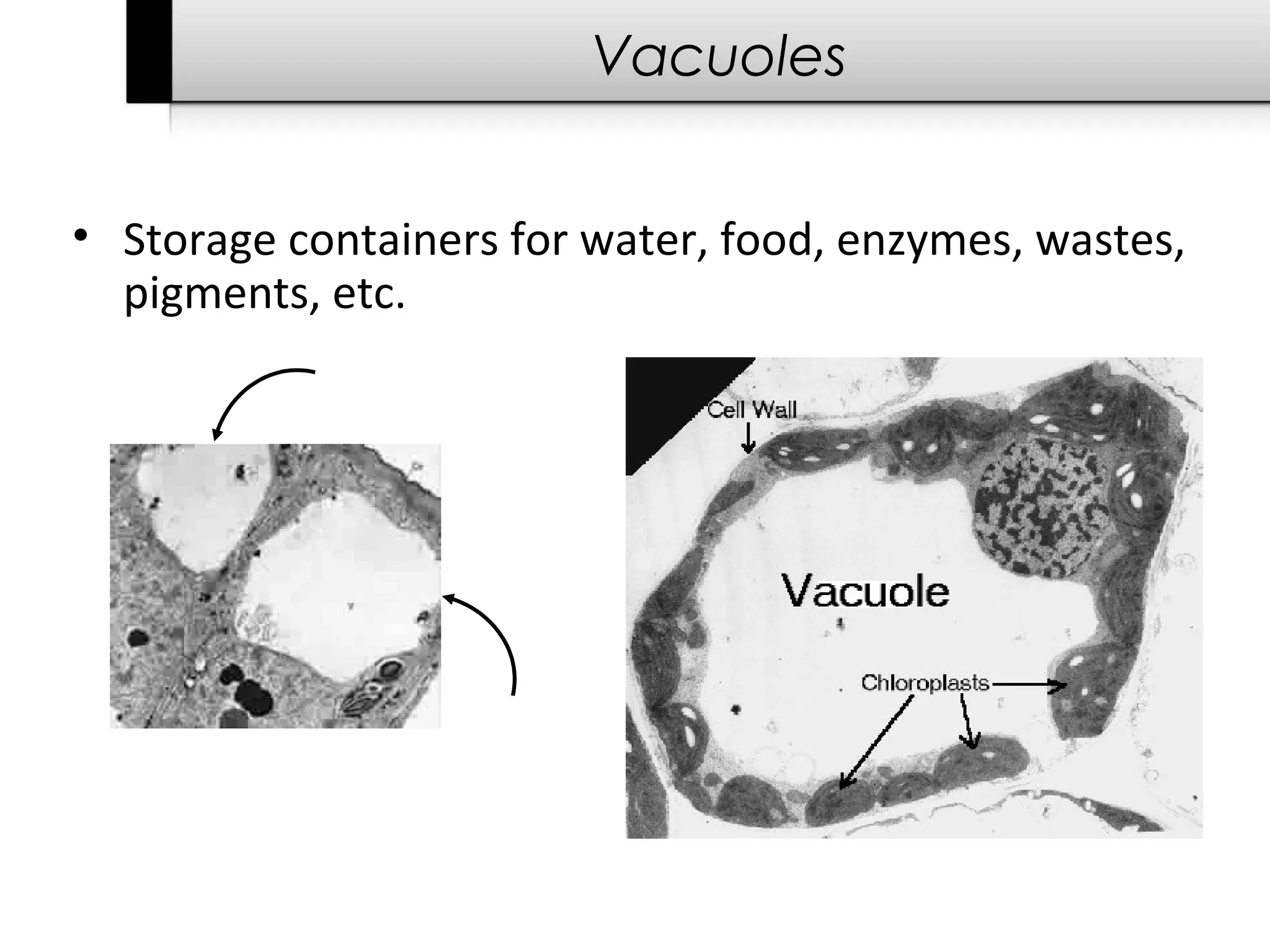 Vacuoles


• Storage containers for water, food, enzymes, wastes,
  pigments, etc.
 