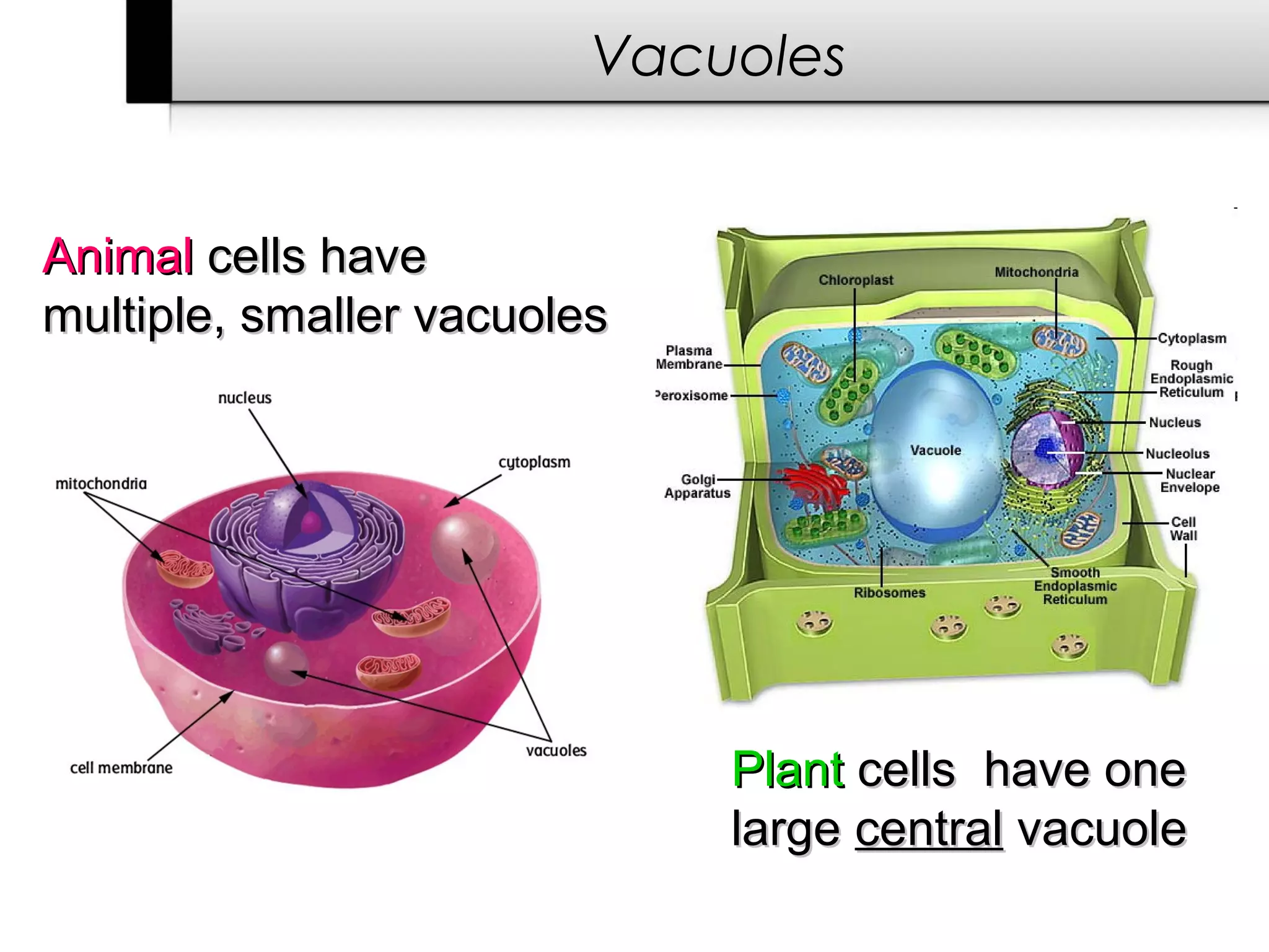 Vacuoles


Animal cells have
multiple, smaller vacuoles




                             Plant cells have one
                             large central vacuole
 