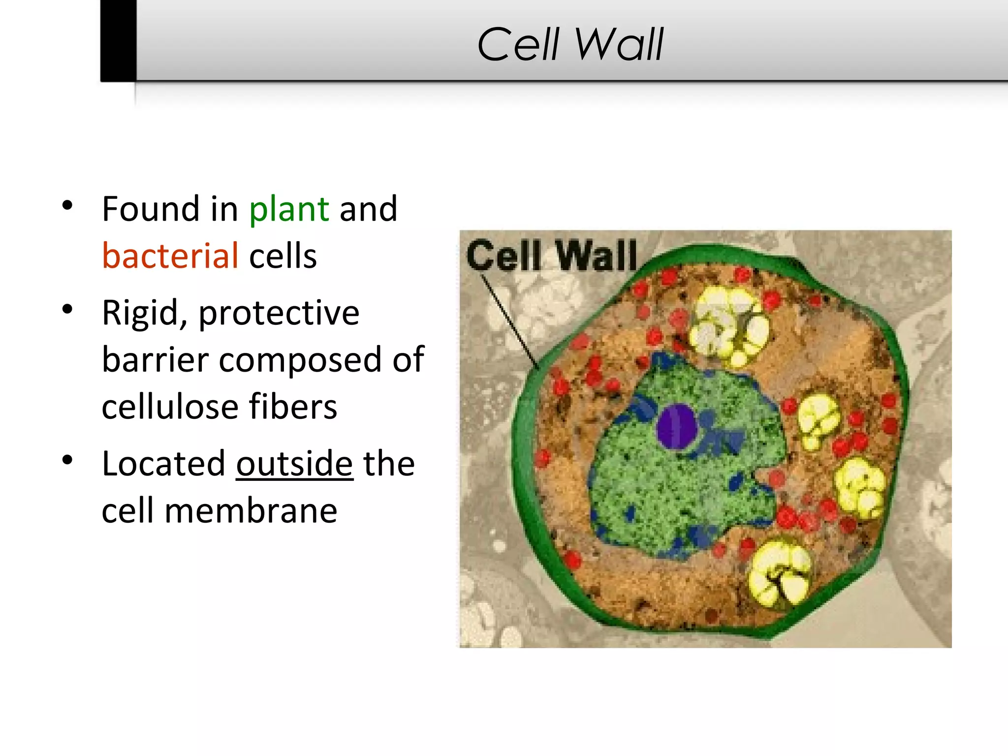 Cell Wall


• Found in plant and
  bacterial cells
• Rigid, protective
  barrier composed of
  cellulose fibers
• Located outside the
  cell membrane
 