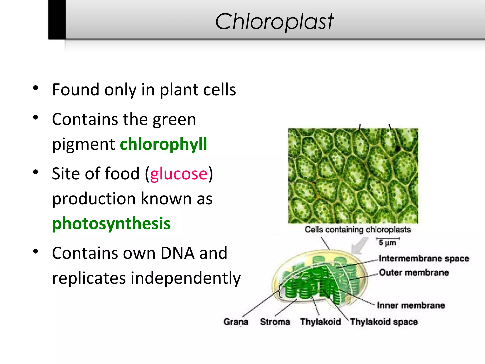 Chloroplast


• Found only in plant cells
• Contains the green
  pigment chlorophyll
• Site of food (glucose)
  production known as
  photosynthesis
• Contains own DNA and
  replicates independently
 
