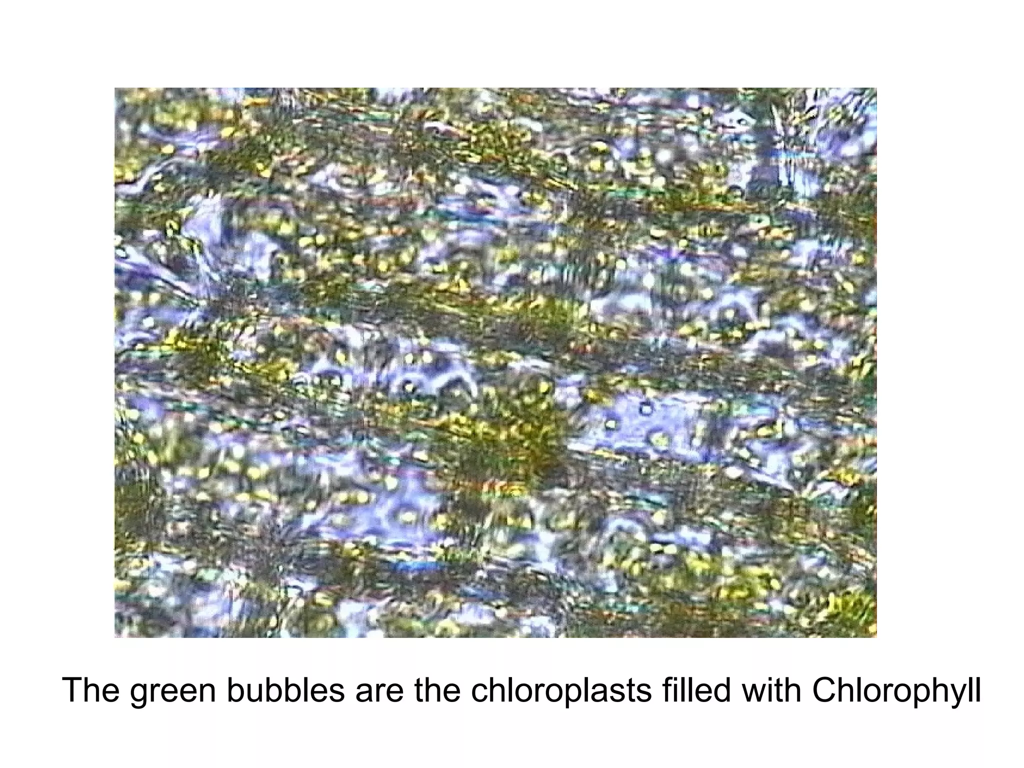 The green bubbles are the chloroplasts filled with Chlorophyll
 