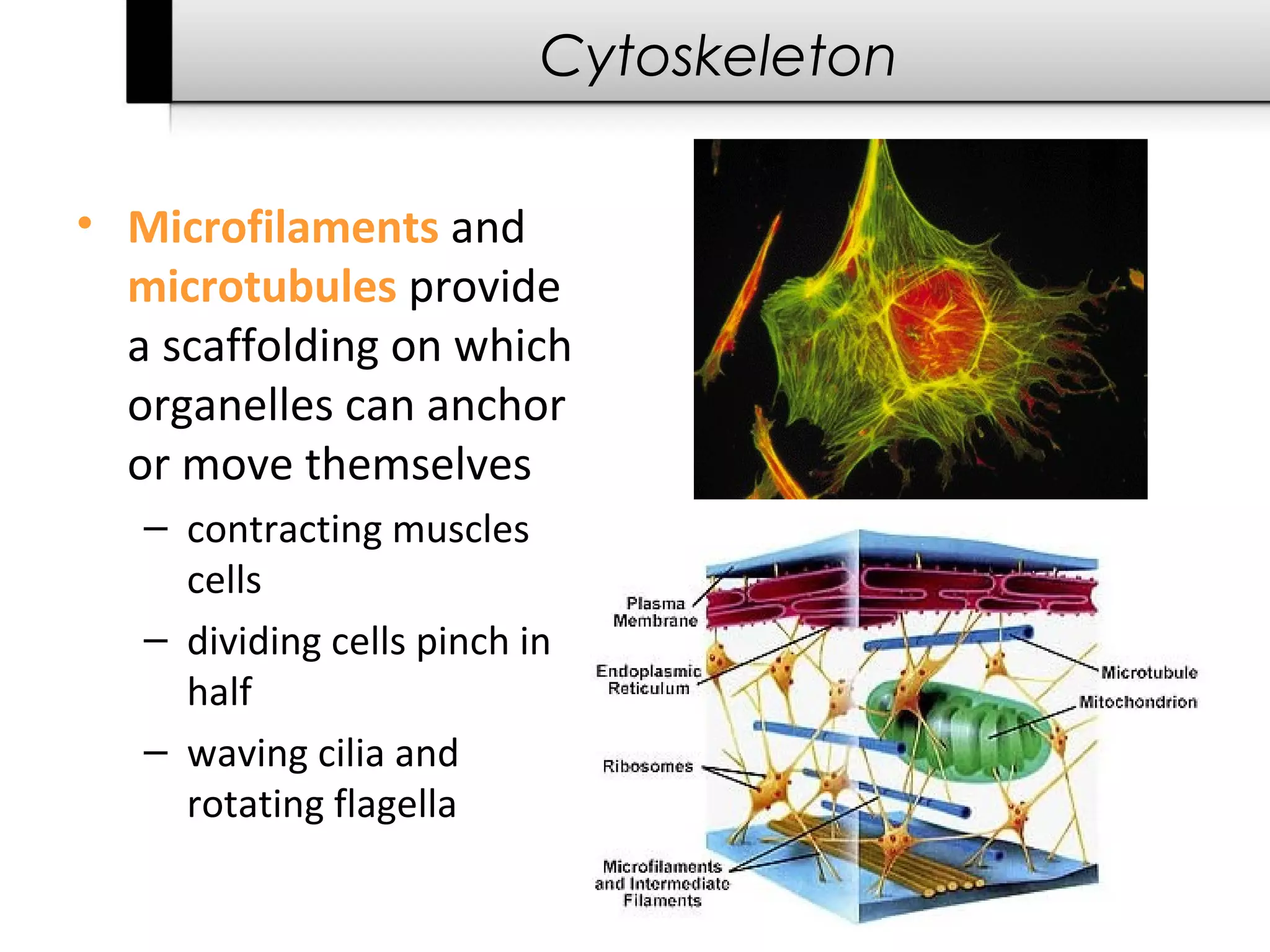 Cytoskeleton

• Microfilaments and
  microtubules provide
  a scaffolding on which
  organelles can anchor
  or move themselves
   – contracting muscles
     cells
   – dividing cells pinch in
     half
   – waving cilia and
     rotating flagella
 