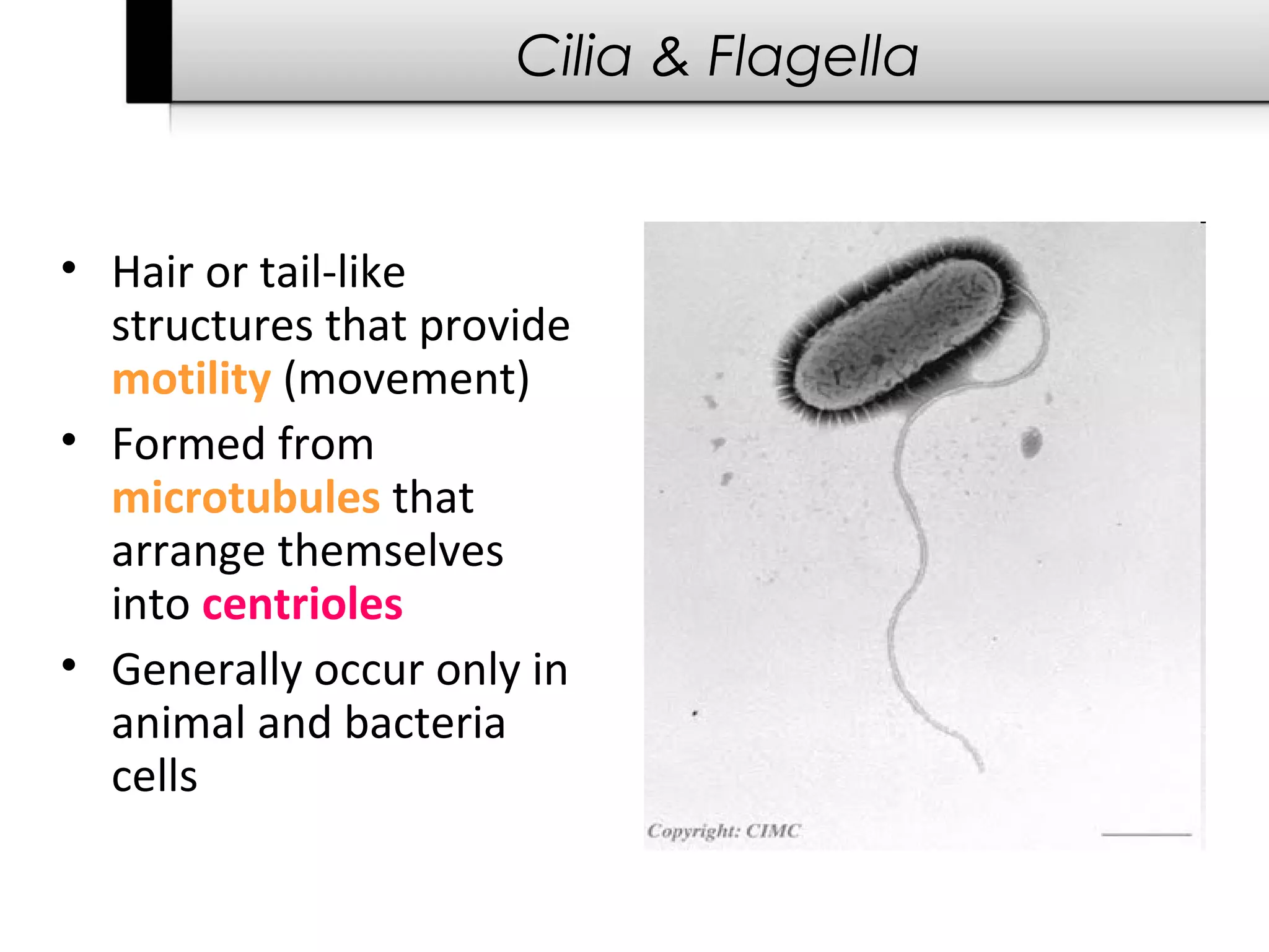 Cilia & Flagella


• Hair or tail-like
  structures that provide
  motility (movement)
• Formed from
  microtubules that
  arrange themselves
  into centrioles
• Generally occur only in
  animal and bacteria
  cells
 