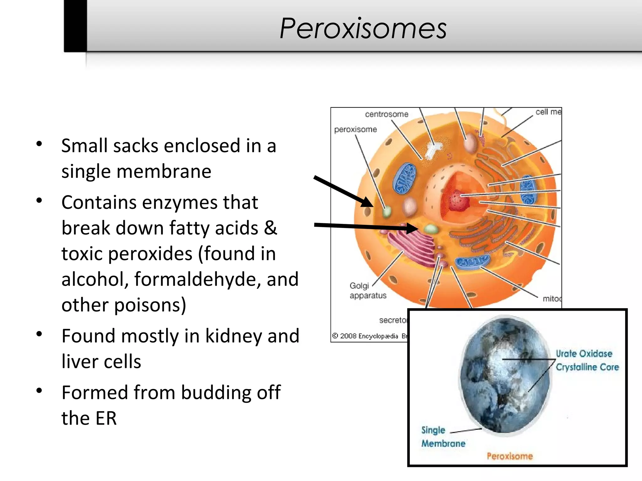 Peroxisomes


• Small sacks enclosed in a
  single membrane
• Contains enzymes that
  break down fatty acids &
  toxic peroxides (found in
  alcohol, formaldehyde, and
  other poisons)
• Found mostly in kidney and
  liver cells
• Formed from budding off
  the ER
 