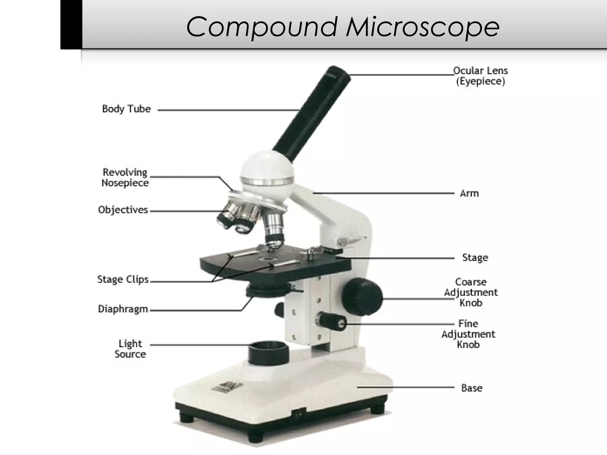 Compound Microscope
 