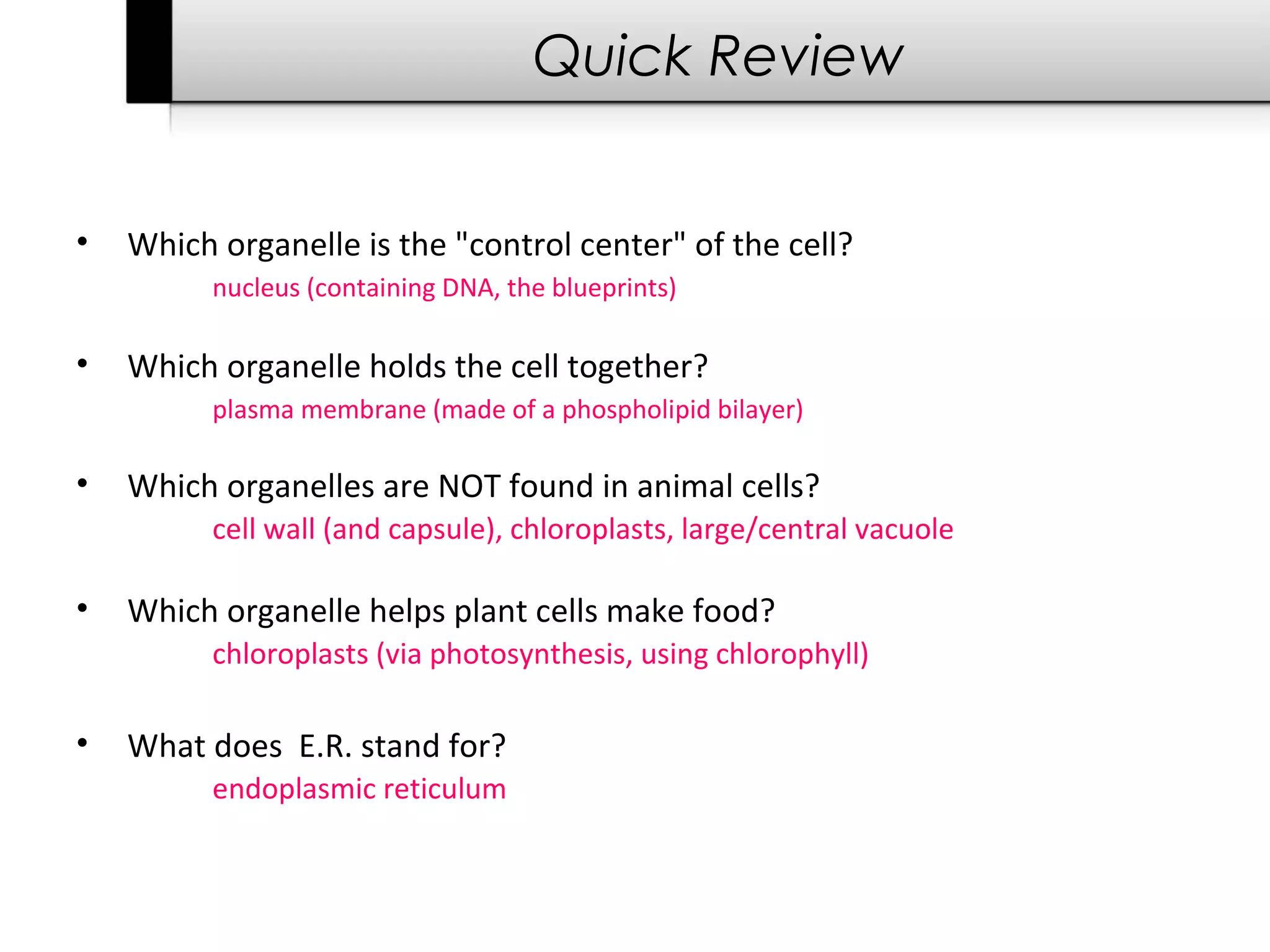 Quick Review


•   Which organelle is the "control center" of the cell?
          nucleus (containing DNA, the blueprints)

•   Which organelle holds the cell together?
          plasma membrane (made of a phospholipid bilayer)

•   Which organelles are NOT found in animal cells?
          cell wall (and capsule), chloroplasts, large/central vacuole

•   Which organelle helps plant cells make food?
          chloroplasts (via photosynthesis, using chlorophyll)

•   What does E.R. stand for?
          endoplasmic reticulum
 