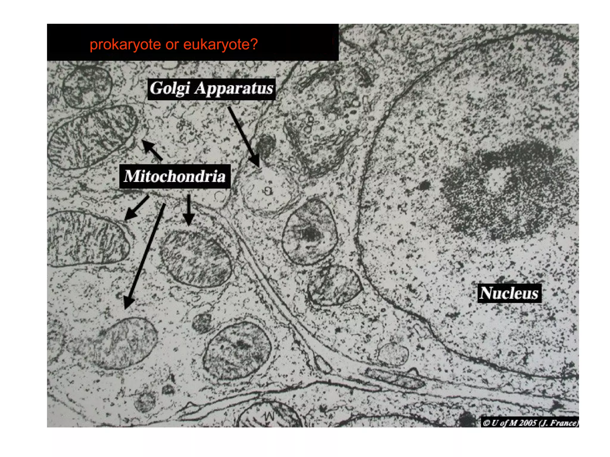 prokaryote or eukaryote?
 