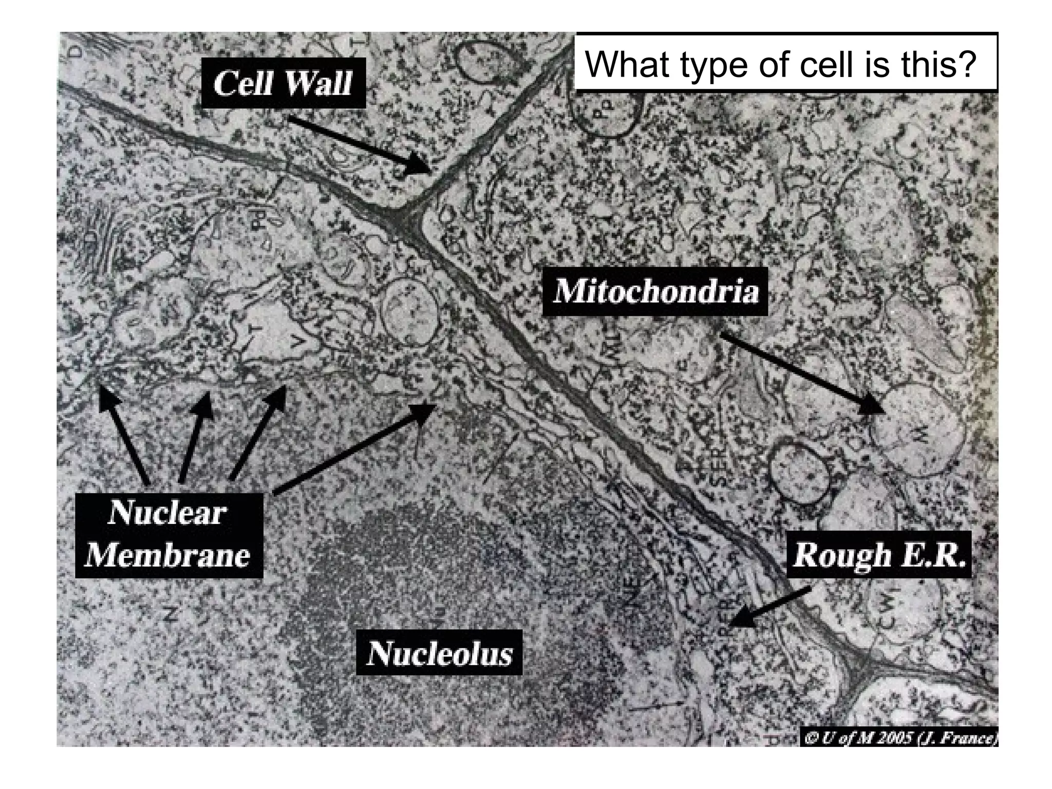 What type of cell is this?
 
