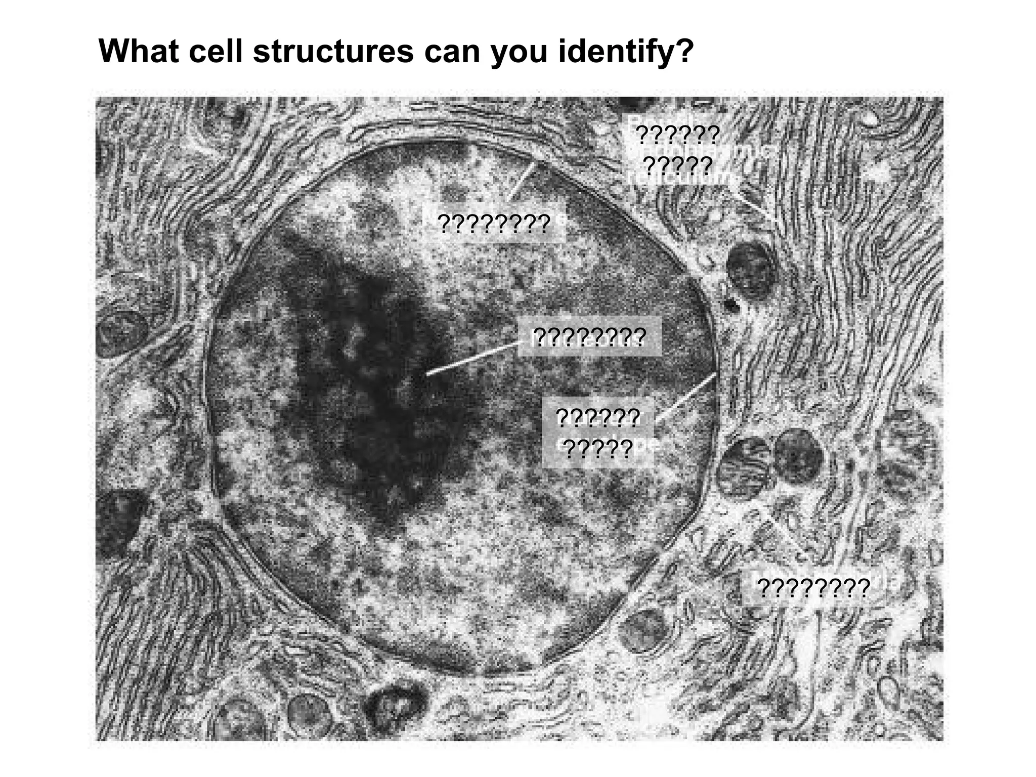 What cell structures can you identify?

                                     ??????
                                     ?????

                     ????????



                           ????????


                                ??????
                                ?????




                                              ????????
 