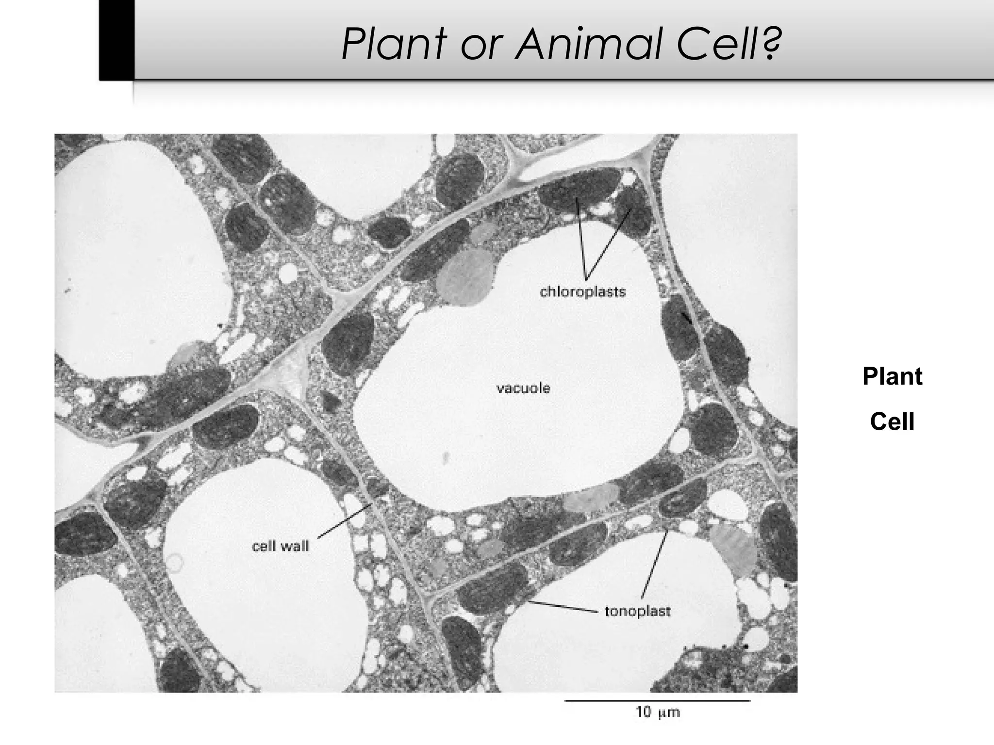 Plant or Animal Cell?




                        Plant
                        Cell
 