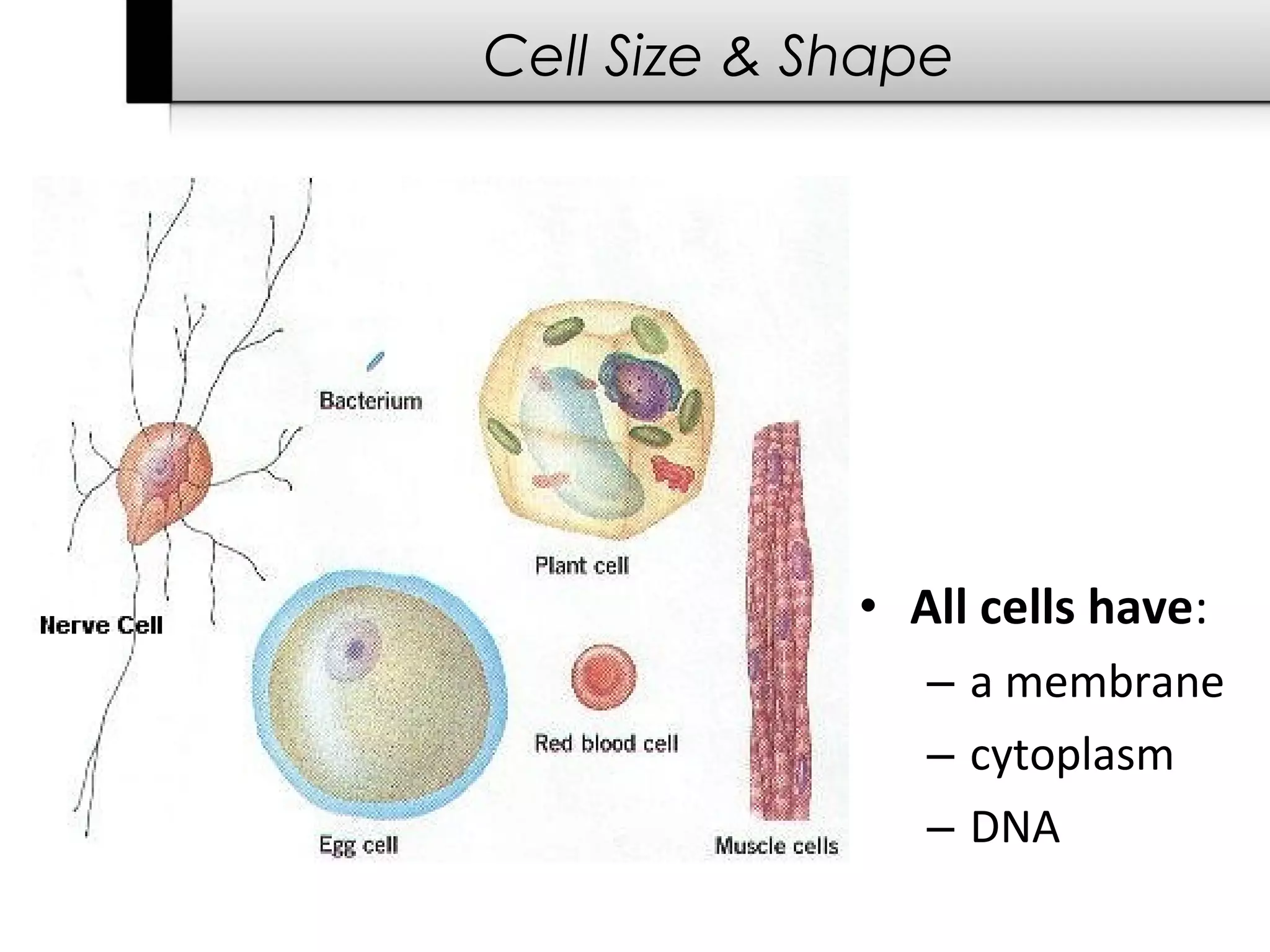Cell Size & Shape




             • All cells have:
                – a membrane
                – cytoplasm
                – DNA
 