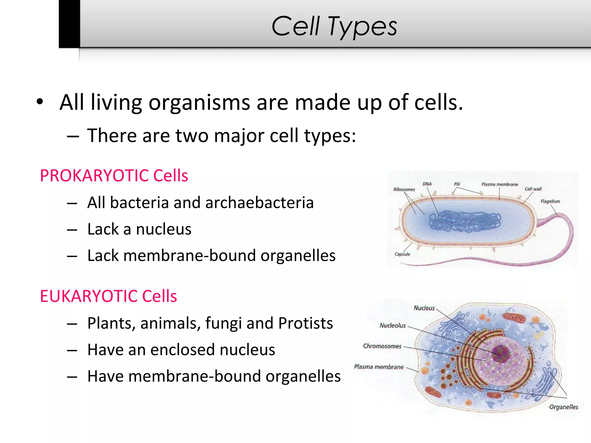 Cell Types

• All living organisms are made up of cells.
   – There are two major cell types:
PROKARYOTIC Cells
   – All bacteria and archaebacteria
   – Lack a nucleus
   – Lack membrane-bound organelles

EUKARYOTIC Cells
   – Plants, animals, fungi and Protists
   – Have an enclosed nucleus
   – Have membrane-bound organelles
 