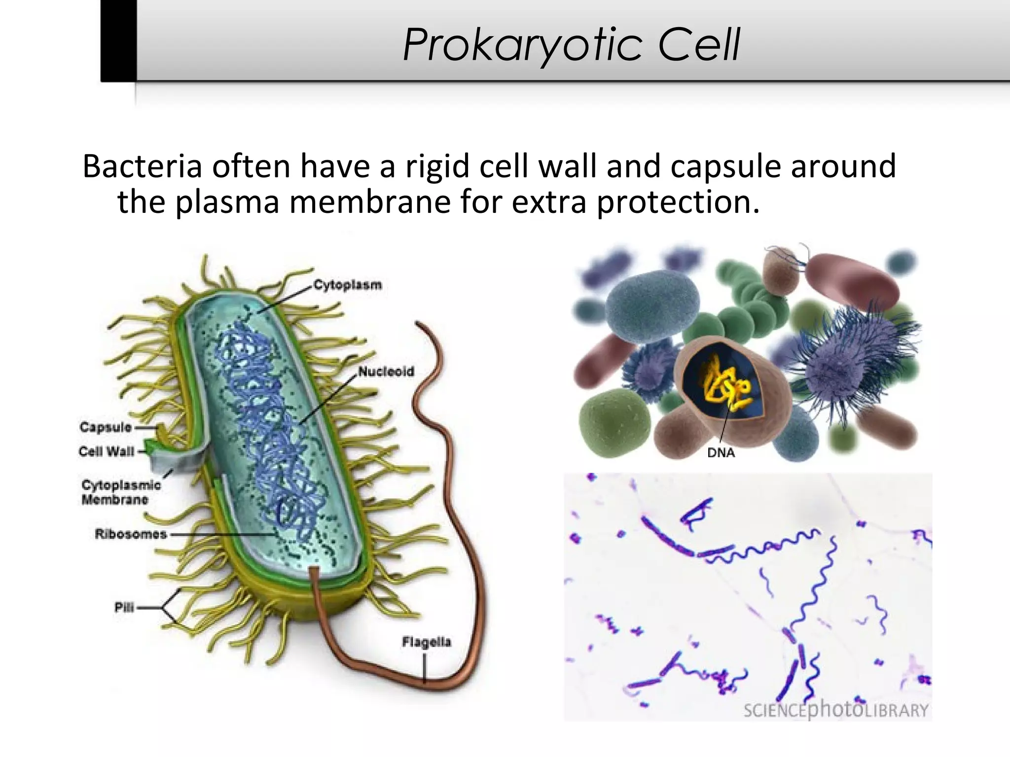Prokaryotic Cell

Bacteria often have a rigid cell wall and capsule around
  the plasma membrane for extra protection.
 