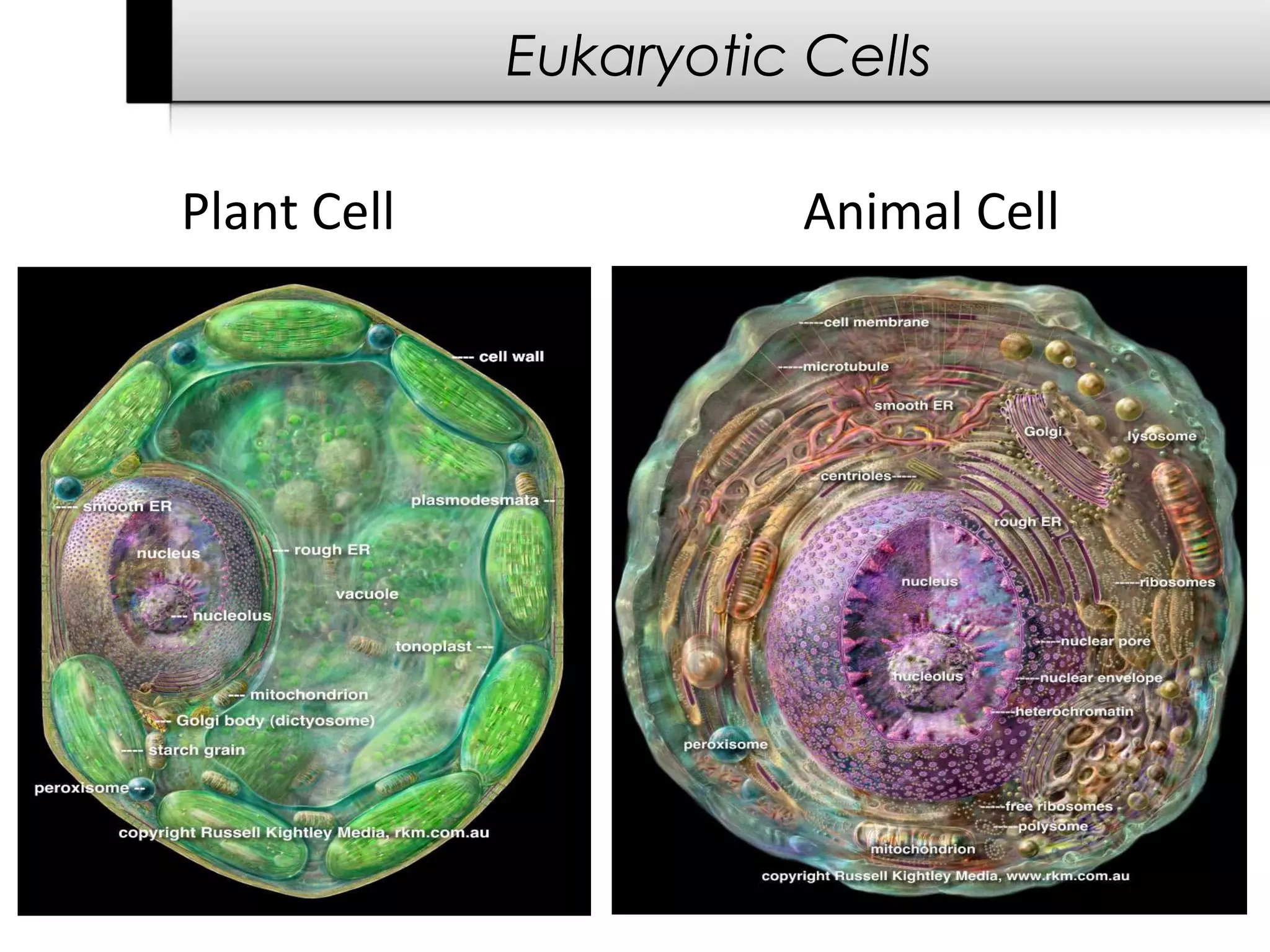 Eukaryotic Cells

Plant Cell              Animal Cell
 