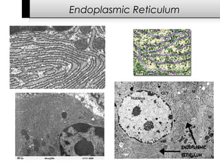 Cells: structure | PPT