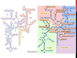 Structure Of Rna Ppt Structure and types of RNA .pptx
