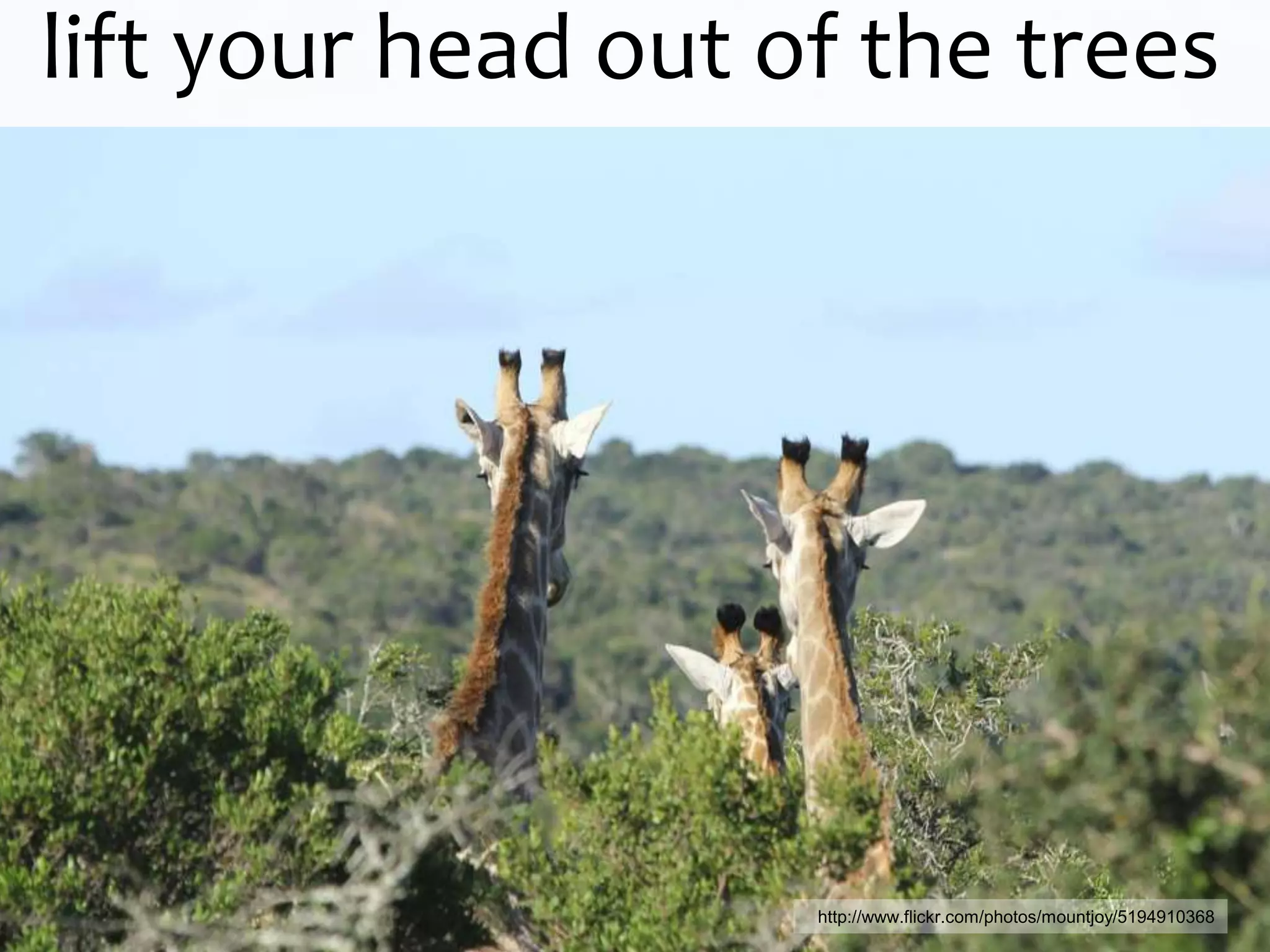 lift your head out of the trees




                    http://www.flickr.com/photos/mountjoy/5194910368
 