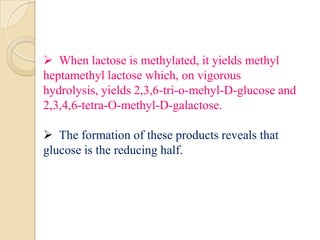  When lactose is methylated, it yields methyl
heptamethyl lactose which, on vigorous
hydrolysis, yields 2,3,6-tri-o-mehyl-D-glucose and
2,3,4,6-tetra-O-methyl-D-galactose.
 The formation of these products reveals that
glucose is the reducing half.
 