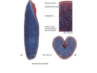 Strucuture of cereal grains and legumes | PPTX