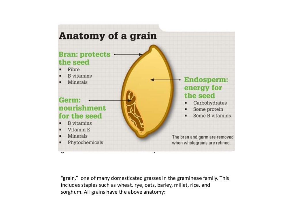 Strucuture of cereal grains and legumes