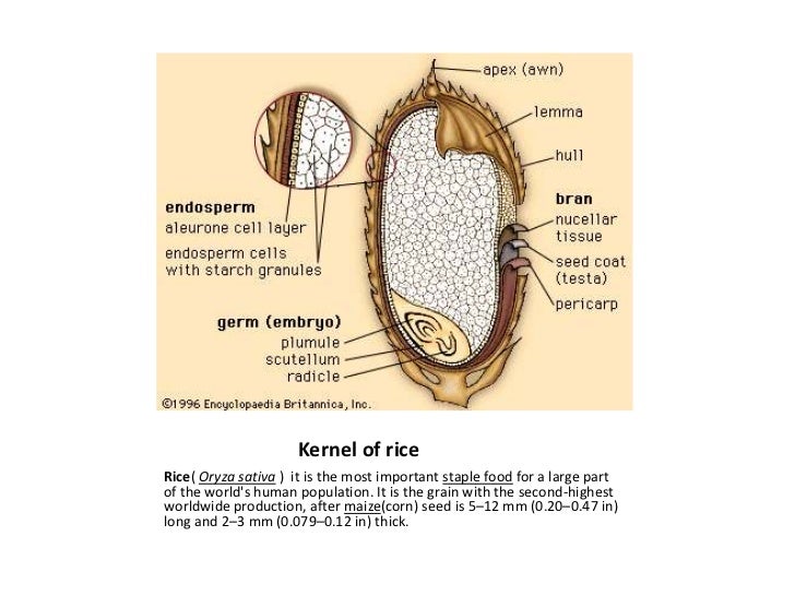 Strucuture of cereal grains and legumes