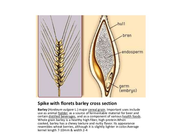 Strucuture of cereal grains and legumes
