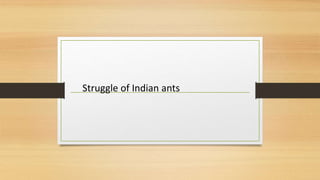 Struggle of Indian ants
 