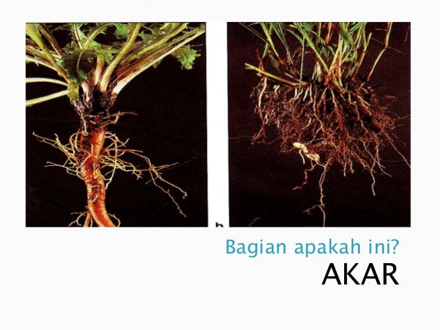  Struktur dan fungsi jaringan tumbuhan pada akar dan batang
