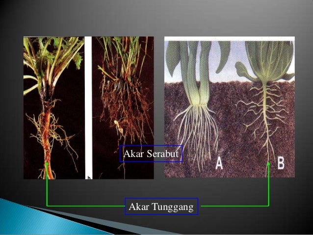  Struktur dan fungsi jaringan tumbuhan pada akar dan batang