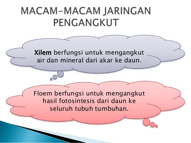 Fantastis 13 Gambar Xilem Dan Floem Pada Daun Sugriwa Gambar Fantastis 13 Gambar Xilem Dan Floem Pada Daun Sugriwa Gambar