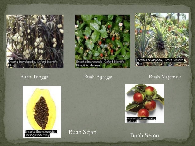 Struktur dan fungsi jaringan tumbuhan