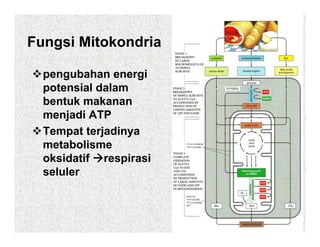 Fungsi Mitokondria

  pengubahan energi
  potensial dalam
  bentuk makanan
  menjadi ATP
  Tempat terjadinya
  metabolisme
  oksidatif respirasi
  seluler
 
