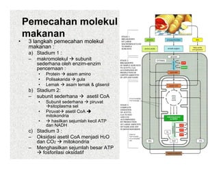 Pemecahan molekul
    makanan
      k
•    3 langkah pemecahan molekul
     makanan :
     a) Stadium 1 :
     – makromolekul     subunit
        sederhana oleh enzim-enzim
        pencernaan :
        •   Protein    asam amino
        •   Polisakarida   gula
        •   Lemak     asam lemak & gliserol
     b) Stadium 2:
     – subunit sederhana
          b it d h              asetil C A
                                   til CoA
        •   Subunit sederhana     piruvat
              sitoplasma sel
        •   Piruvat asetil CoA
            mitokondria
        •      hasilkan sejumlah kecil ATP
            dan NADH
     c) Stadium 3 :
     – Oksidasi asetil CoA menjadi H2O
        dan CO2      mitokondria
     – Menghasilkan sejumlah besar ATP
           fosforilasi oksidatif
 