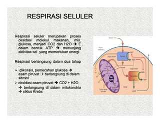 RESPIRASI SELULER

Respirasi seluler merupakan proses
 oksidasi molekul makanan, mis.
 glukosa, menjadi CO2 dan H2O        E
 dalam bentuk ATP          menunjang
 aktivitas sel yang memerlukan energi
               y g                 g

Respirasi berlangsung dalam dua tahap
  :
   glikolisis, pemecahan glukosa
    lik li i         h    l k
  asam piruvat     berlangsung di dalam
  sitosol
  oksidasi asam piruvat     CO2 + H2O
      berlangsung di dalam mitokondria
      siklus Krebs
 