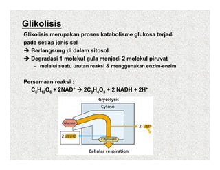 Glikolisis
Glikolisis merupakan proses katabolisme glukosa terjadi
pada setiap jenis sel
   Berlangsung di dalam sitosol
          g    g
   Degradasi 1 molekul gula menjadi 2 molekul piruvat
   – melalui suatu urutan reaksi & menggunakan enzim-enzim


Persamaan reaksi :
  C6H12O6 + 2NAD+     2C3H4O3 + 2 NADH + 2H+
 