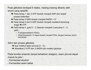 Pada glikolisis terdapat 9 reaksi, masing-masing dibantu oleh
enzim yang spesifik.
      Pada tahap 1 dan 3 ATP diubah menjadi ADP dan terjadi
      proses fosforilasi
      Pada tahap 5 NAD diubah menjadi NADH + H+
      Pada tahap 6 dan 9 ADP diubah menjadi meolekul berenergi
      tinggi   ATP
      Pada tahap 4, gula 6 – C dipecah menjadi 2 senyawa 3 – C,
      yaitu :
        • Fosfogliseraldehid (PGAL)
        • Dihidroksiaseton    dapat diubah menjadi PGAL dengan bantuan enzim
          isomerase


Akhir dari proses glikolisis
       dua molekul asam piruvat (3 – C),
       dihasilkan 2 ATP dan 2 NADH per molekul glukosa

Pada kondisi anaerob (tanpa kehadiran oksigen), asam piruvat dapat
masuk ke jalur :
- Fermentasi alcohol
- Fermentasi asam laktat
 